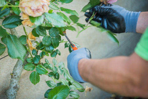 Entretien du jardin : taille des rosiers