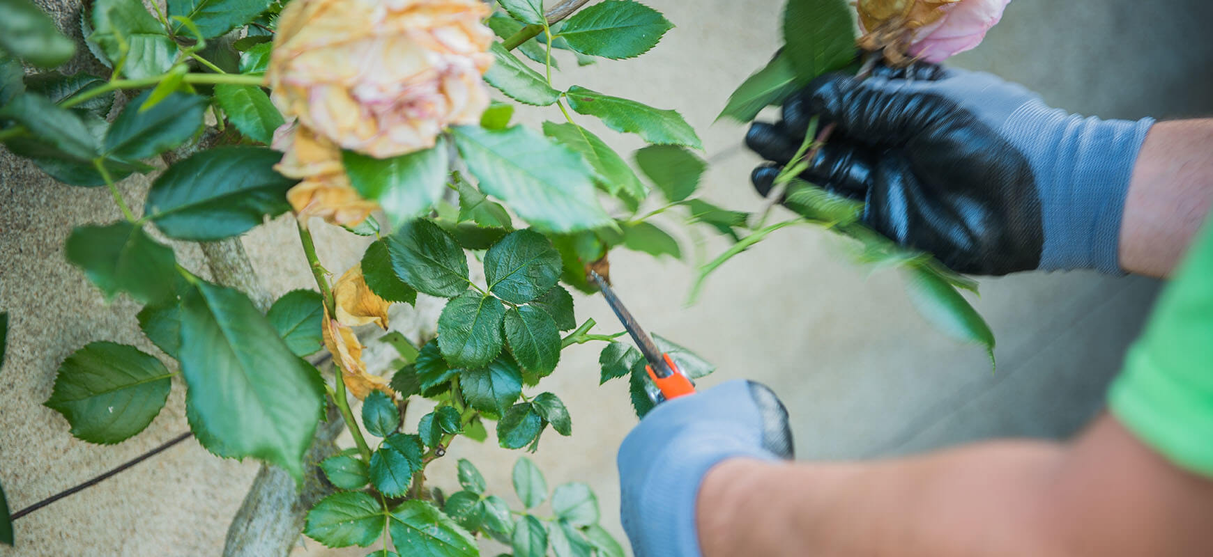 Entretien du jardin : quoi faire à l'automne