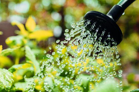 arrosage-entretien-jardin-Vauthelin-paysages-Brest-BD Arrosage jardin Vauthelin paysages Brest