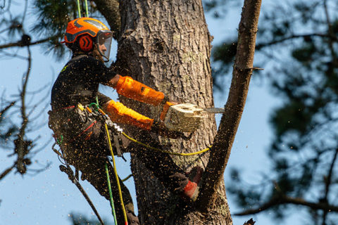 Elagage Vauthelin homme suspendu à un arbre