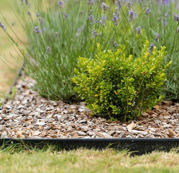 Bordure et plantation espaces verts Vauthelin Paysage